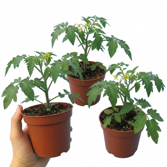 Tomato 'Tumbling Tom' – Trailing Cherry Tomato (10.5cm, Set of 3 or 6)