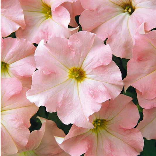 Petunia Express Apple Blossom – Large Flowered Summer Bedding (Set of 3 or 6)