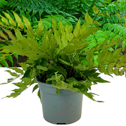 Cyrtomium fortunei (Holly Fern) – Evergreen Fern (2L Pot)