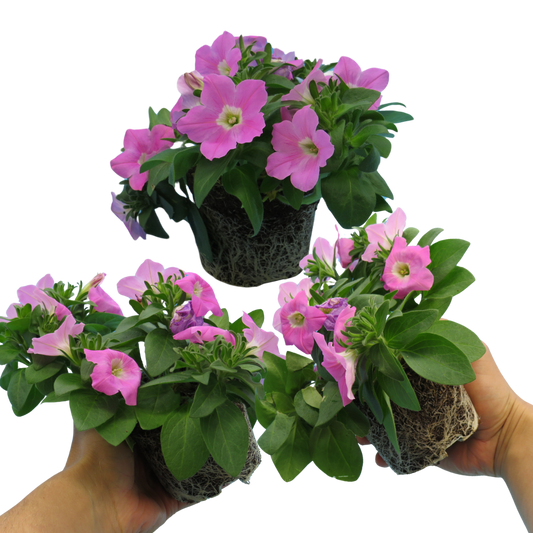 Petunia Easy Wave Pink – Trailing Summer Bedding (Set of 3 or 6)