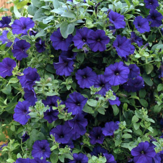 Petunia Express Blue – Large Flowered Summer Bedding (Set of 3 or 6)
