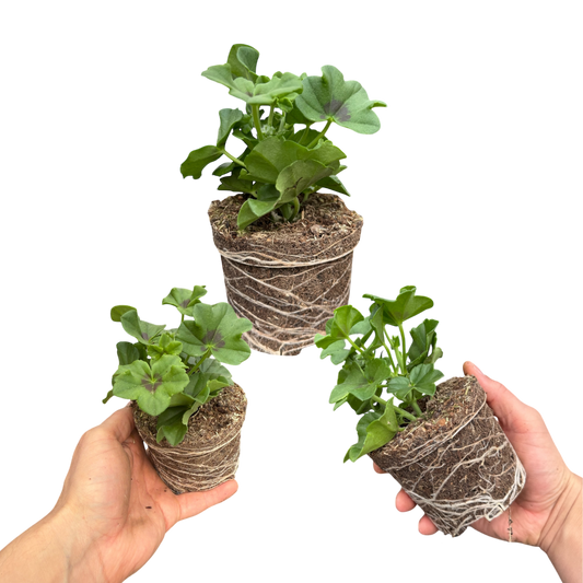 Geranium Trailing Blanche Roche (Pelargonium) – Trailing Summer Bedding (Set of 3 or 6)