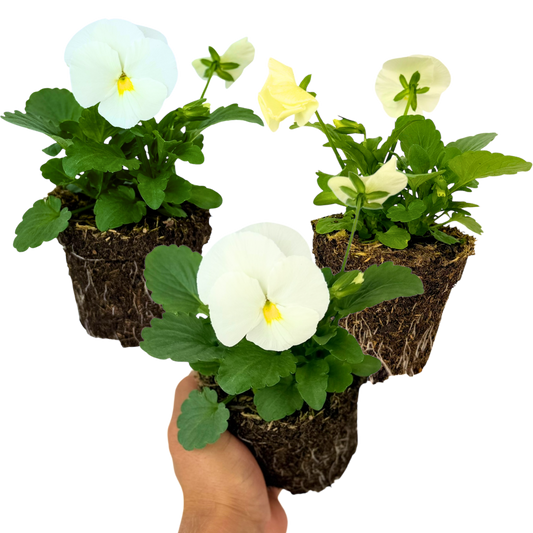 Pansy 'Delta Pro Clear White' – Hardy Winter and Spring Bedding (Set of 3 or 6)