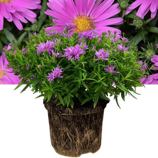 Aster 'Alpha Light Pink' (Michaelmas Daisy) – Compact Perennial (2L Pot)