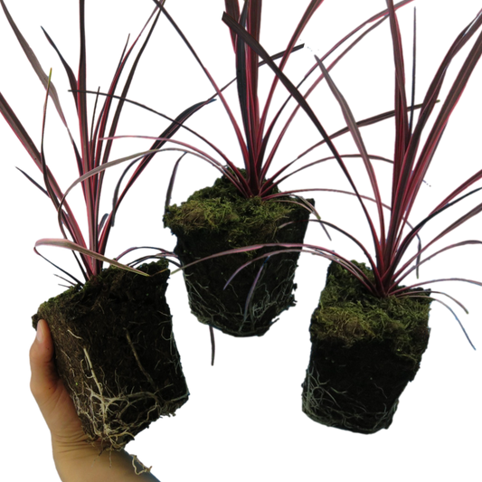 Cordyline australis 'Charlie Boy' (Cabbage Palm) – Architectural Evergreen (Set of 3 or 6)