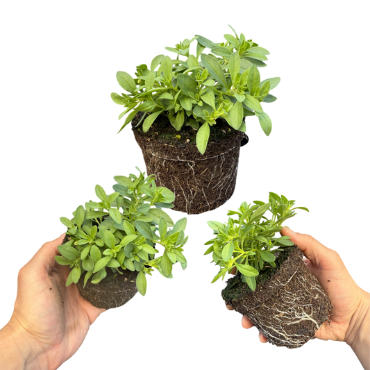 Calibrachoa 'Cabaret Early Blue' (Million Bells) – Trailing Summer Bedding (Set of 3 or 6)