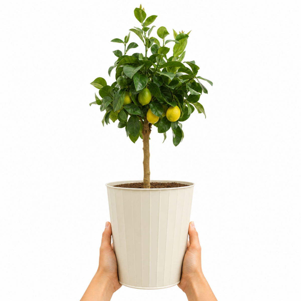 Meyer Lemon (Citrus x meyeri) – Fruiting Citrus Tree (5L Pot)