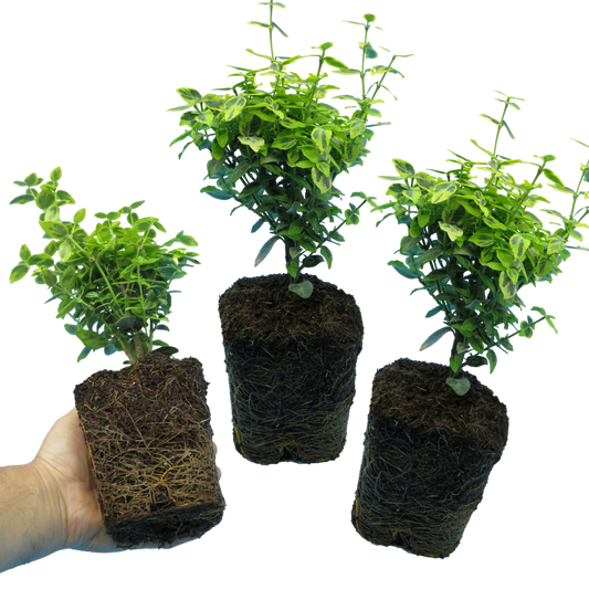 Euonymus 'Emerald Gold' – Variegated Evergreen Shrub (Set of 3 or 6)