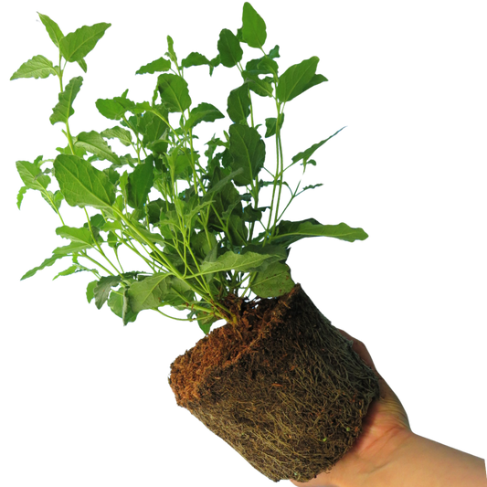 Cistus x corbariensis (Rock Rose) – Evergreen Flowering Shrub (2L Pot)