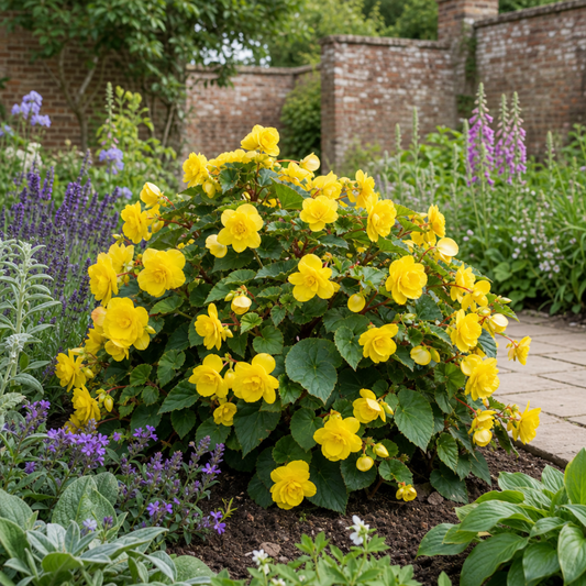 Begonia 'Nonstop Mocca Yellow' – Dark-Leaved Tuberous Begonia (5L Pot)