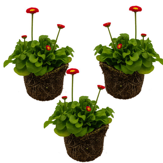 Bellis Red (English Daisy) – Hardy Spring Bedding (Set of 3 or 6)