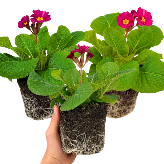 Polyanthus 'Stella Cherryade' – Hardy Winter and Spring Bedding (Set of 3 or 6)