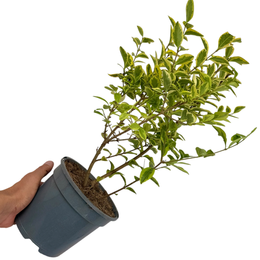 Ligustrum ovalifolium 'Aureum' (Golden Privet) – Hedging Shrub (2L Pot)