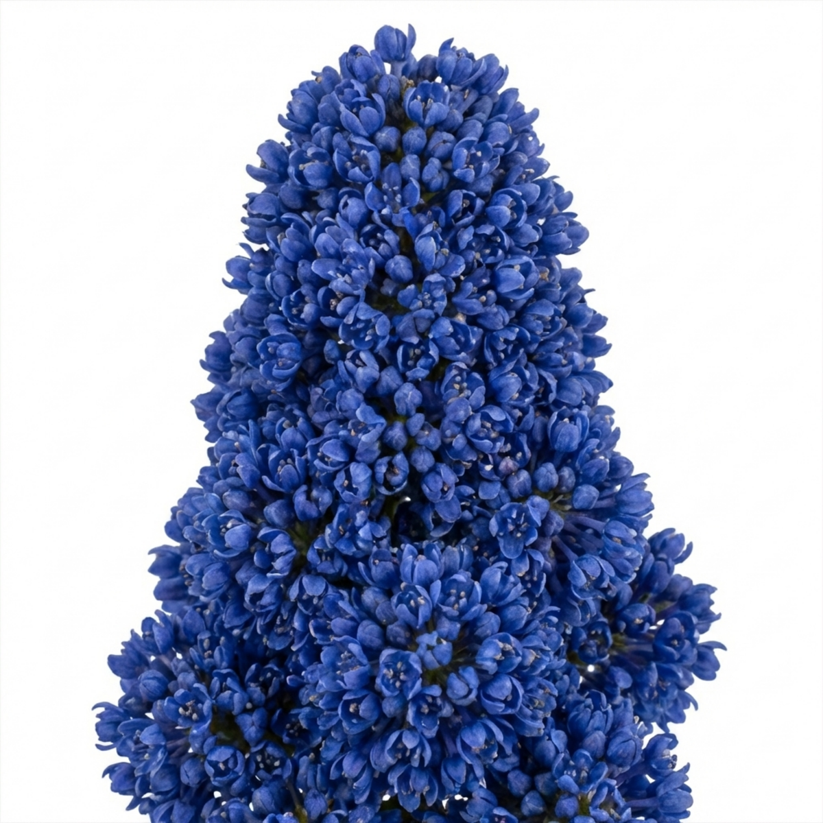 Ceanothus 'Puget Blue' (Californian Lilac) – Evergreen Shrub (3L Pot)