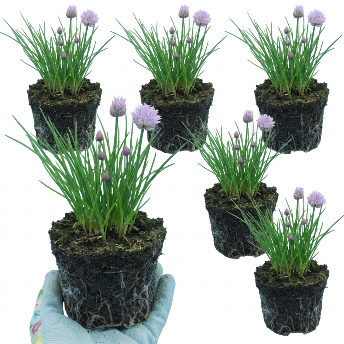 Chives (Allium schoenoprasum) – Hardy Perennial Herb (Set of 3 or 6)