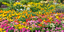 How to Grow Bedding Plants in the UK