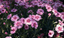 Sowing Annual Bedding Plant Seeds