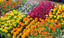 How to Grow Bedding Plants in the UK