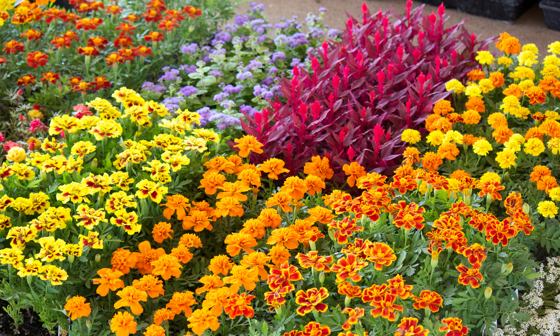 How to Grow Bedding Plants in the UK