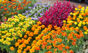 How to Grow Bedding Plants in the UK