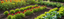 Feeding Your Garden Right: A Complete Guide to Plant Fertiliser