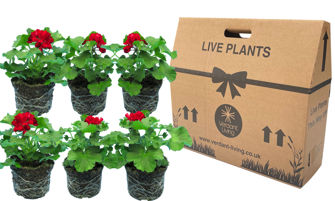 Tips About Buying Pack Bedding Plants