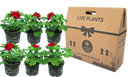 Tips About Buying Pack Bedding Plants