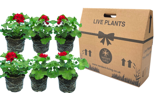 Tips About Buying Pack Bedding Plants