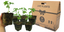 Tips About Buying Pack Bedding Plants