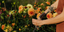 Autumn Garden Preparation