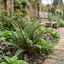 Ferns & Grasses