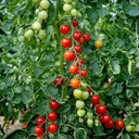 Grow Your Own