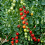Grow Your Own