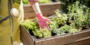 Herb Plants