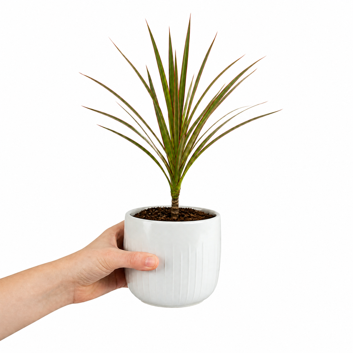 Dracaena marginata Dragon Tree houseplant with green, red-edged arching leaves.