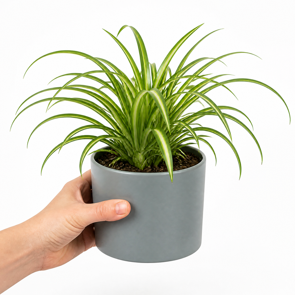 Spider plant with trailing green and white striped leaves.
