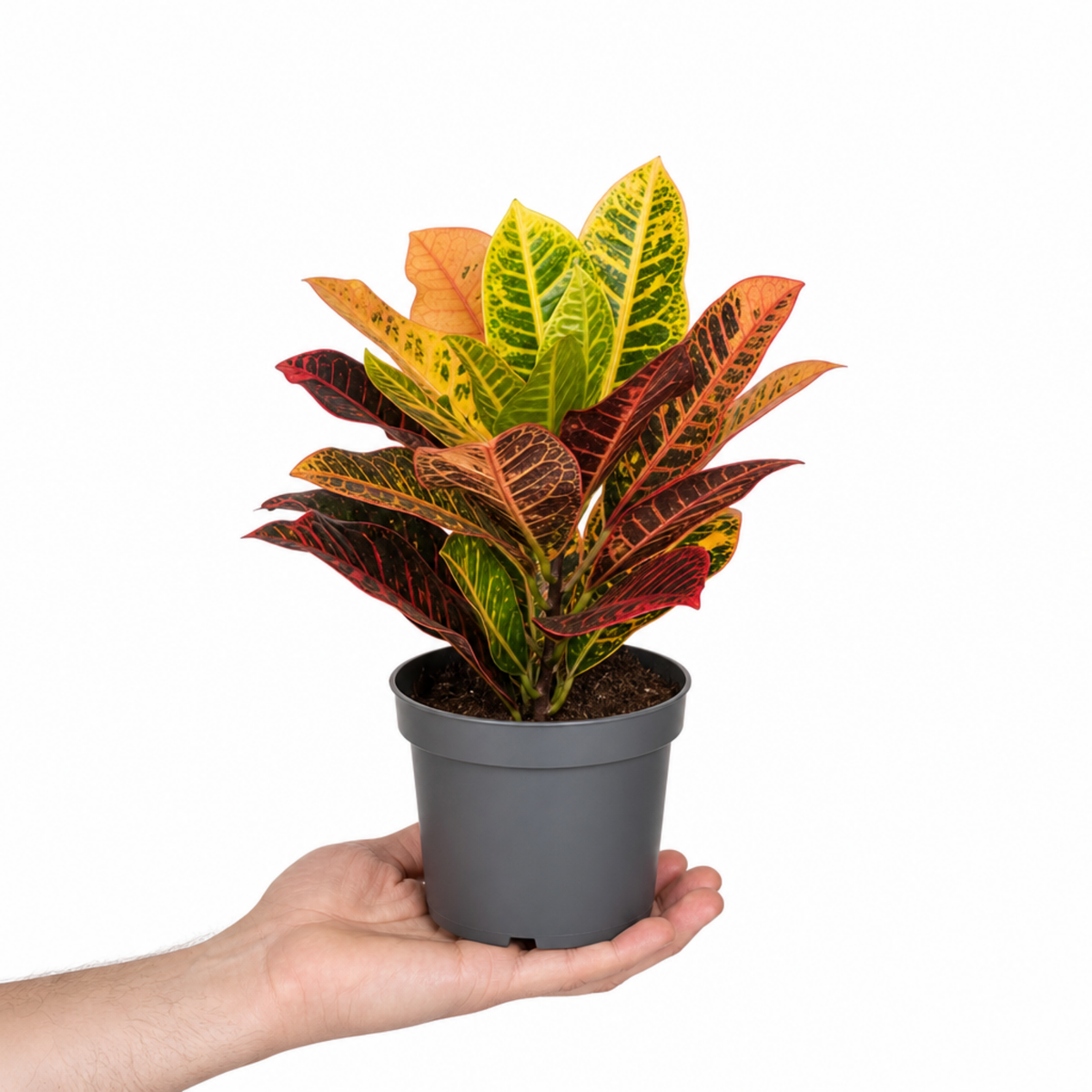 Croton 'Petra' houseplant with red, orange, yellow and green variegated leaves.