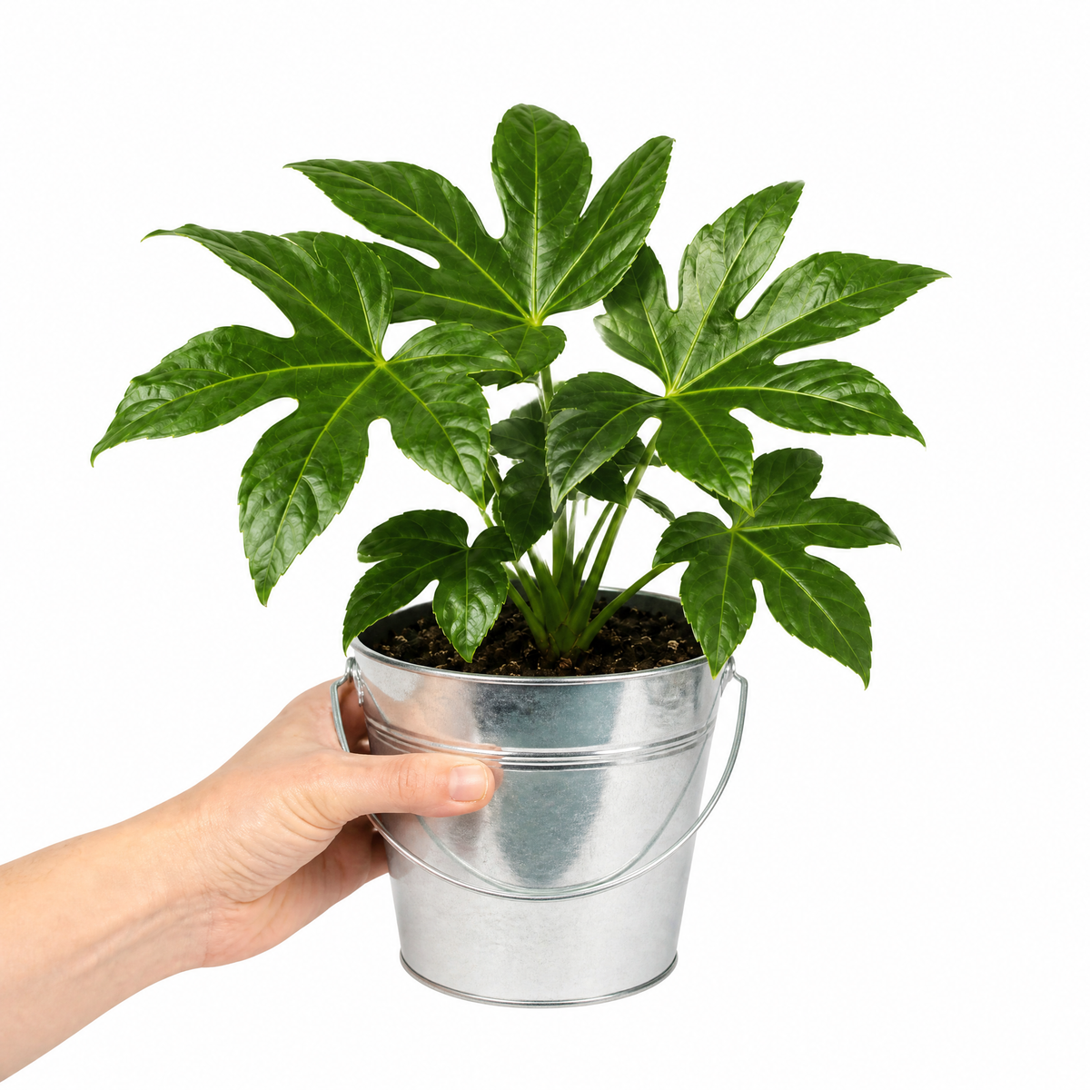 Fatsia japonica paper plant with large glossy green leaves.