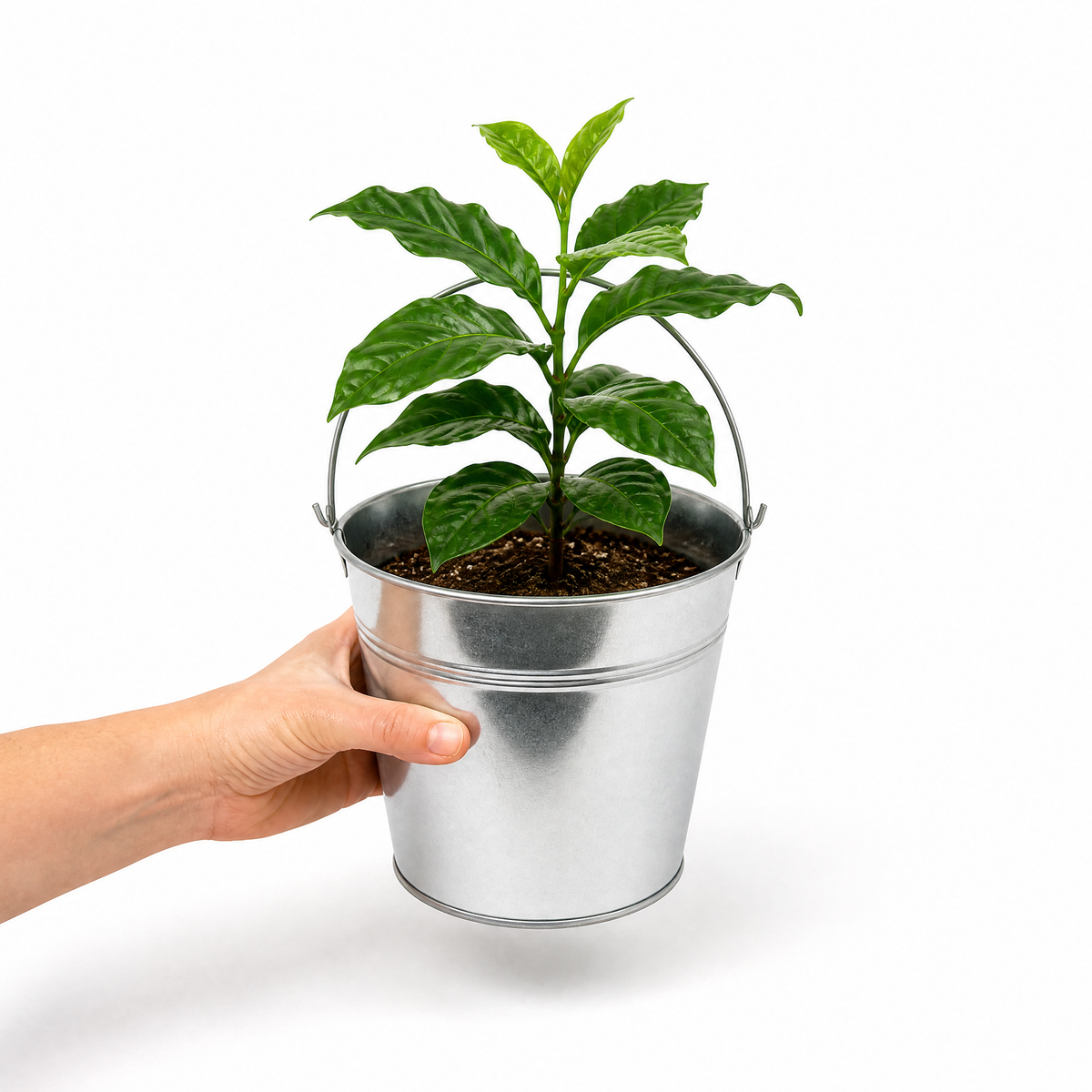 Coffea arabica coffee plant with glossy dark green leaves.
