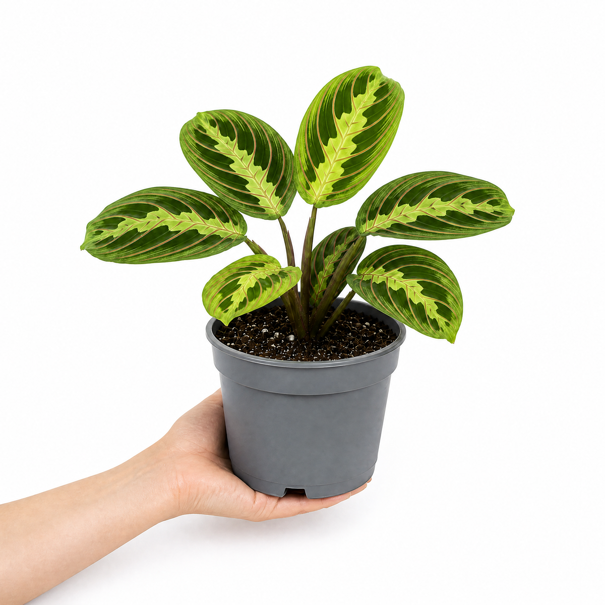 Maranta Lemon Lime Prayer Plant with lime green and yellow striped foliage.