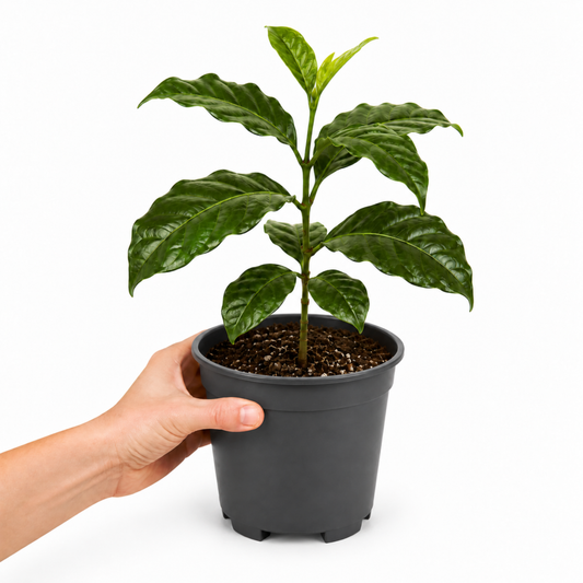 Coffea arabica coffee plant with glossy dark green leaves.