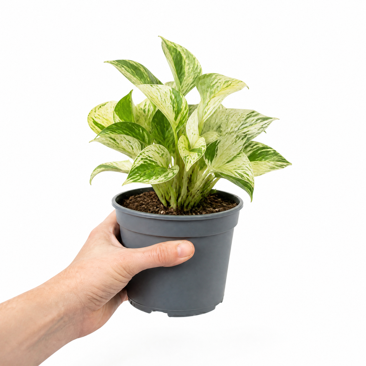 Marble Queen Pothos plant with green and white variegated trailing leaves.
