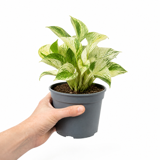 Marble Queen Pothos plant with green and white variegated trailing leaves.
