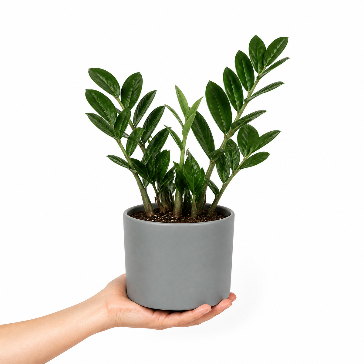 A ZZ Plant (Zamioculcas zamiifolia) with glossy dark green leaves.