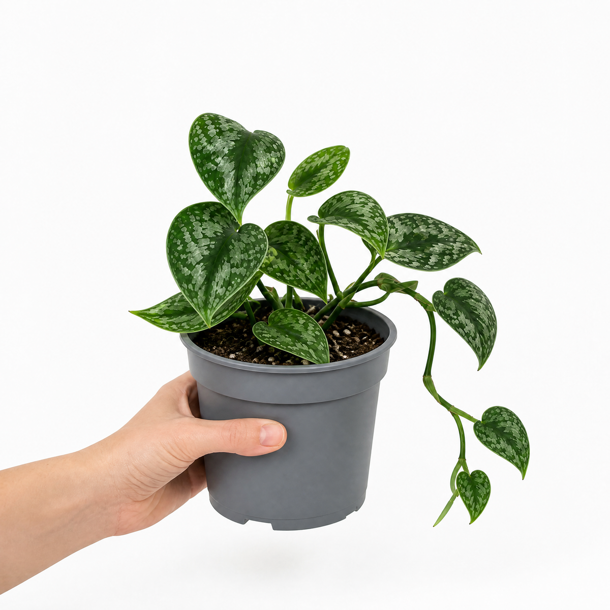 Satin Pothos houseplant with silver-variegated green trailing leaves.
