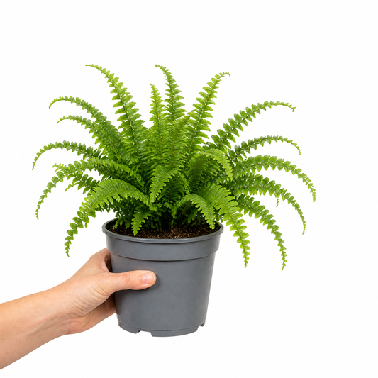 A Boston Fern with bright green, feathery fronds in a plant pot.