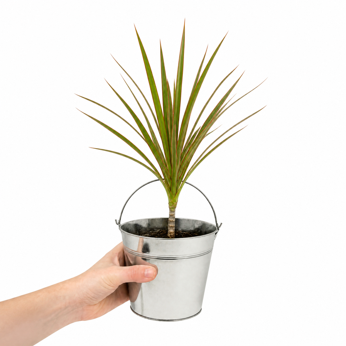 Dracaena marginata Dragon Tree houseplant with green, red-edged arching leaves.