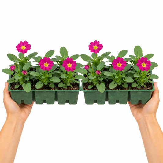 Rose-pink polyanthus flowers above deep green crinkled leaves.