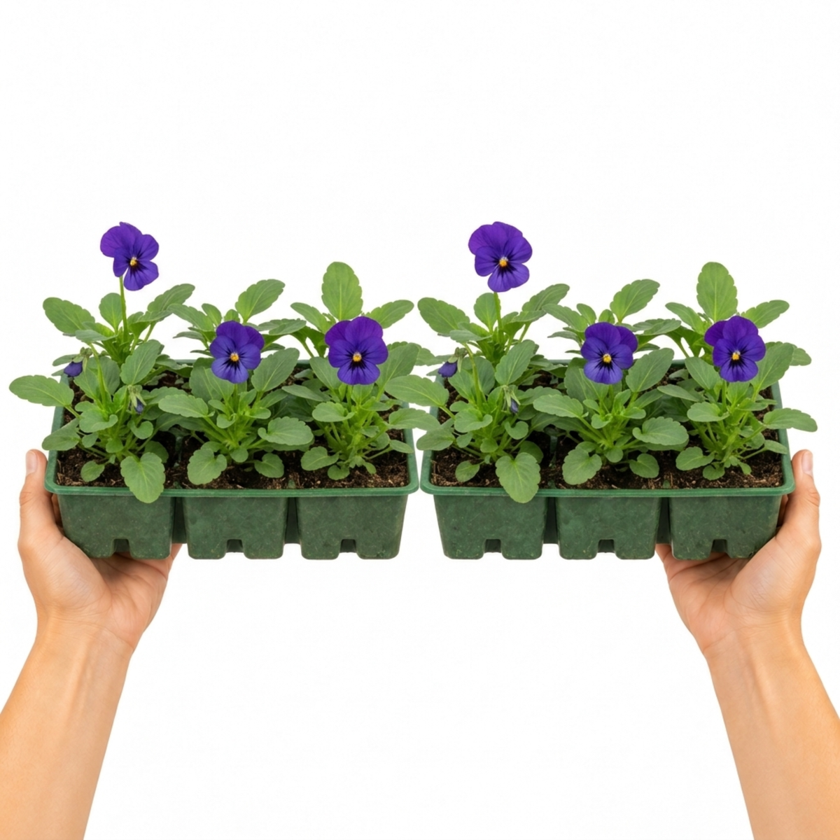 Blue polyanthus flowers with yellow centres above crinkled green leaves.
