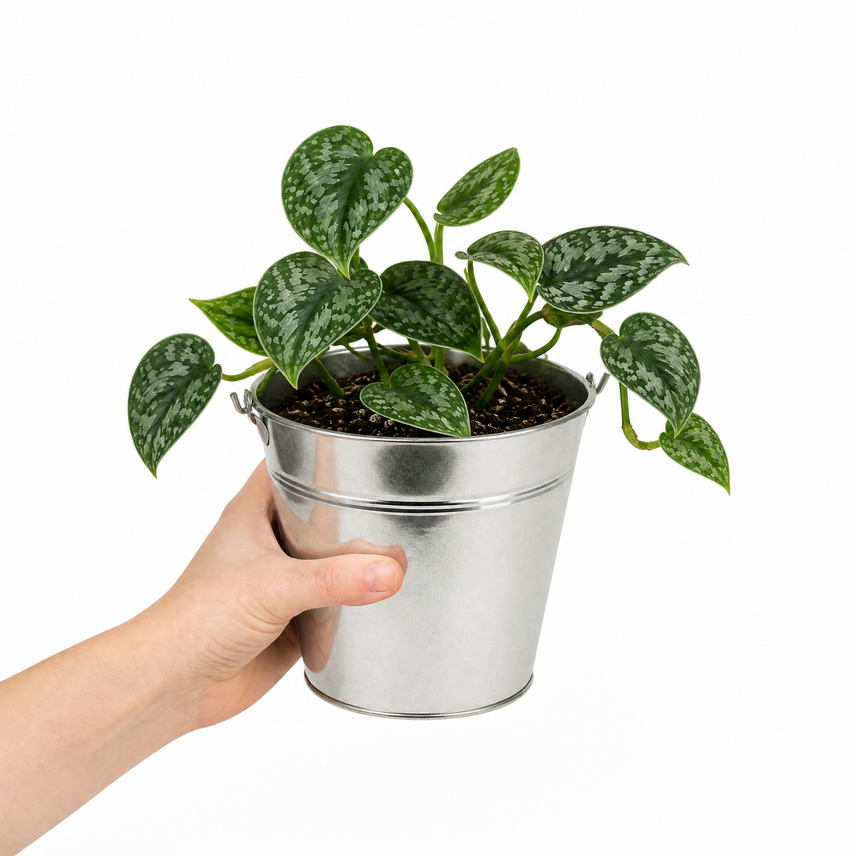 Satin Pothos houseplant with silver-variegated green trailing leaves.